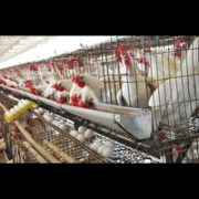 Egg Wholesale Price in Namakkal  | SriSelvalakhmi Feeds and Farms