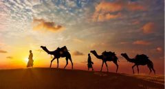 Rajasthan Safari Tour Packages | mytripplanner