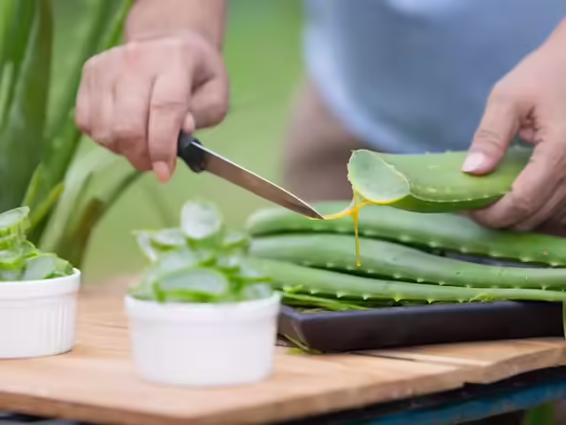 aloe vera