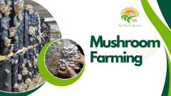 Mushroom Farming Training by Government